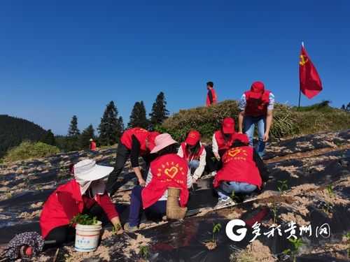 黎平志愿活动（黎平志愿活动官网）